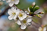 ����� ������ / ����� ������������ (Prunus cerasus) Sour cherry / Pie cherry