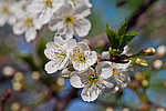 ����� ������ / ����� ������������ (Prunus cerasus) Sour cherry / Pie cherry