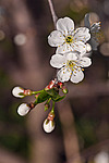 ����� ������ / ����� ������������ (Prunus cerasus) Sour cherry / Pie cherry