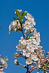 ����� ������ / ����� ������������ (Prunus cerasus) Sour cherry / Pie cherry