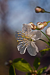 ����� ������ / ����� ������������ (Prunus cerasus) Sour cherry / Pie cherry