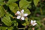 ������� (Rubus caesius) Blackberry