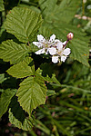 ������� (Rubus caesius) Blackberry