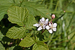 ������� (Rubus caesius) Blackberry