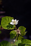 ������� (Rubus caesius) Blackberry