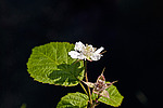 ������� (Rubus caesius) Blackberry