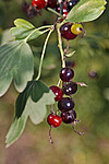 ��������� ���������� (Ribes aureum) Golden Currant