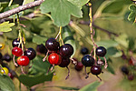 ��������� ���������� (Ribes aureum) Golden Currant