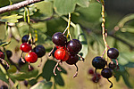 ��������� ���������� (Ribes aureum) Golden Currant