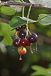 ��������� ���������� (Ribes aureum) Golden Currant