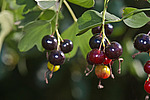 ��������� ���������� (Ribes aureum) Golden Currant