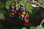 ��������� ���������� (Ribes aureum) Golden Currant