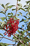 ������� ���������� (Prunus virginiana) - Chokecherry