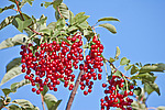 ������� ���������� (Prunus virginiana) Chokecherry