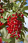 ������� ���������� (Prunus virginiana) - Chokecherry