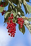 ������� ���������� (Prunus virginiana) Chokecherry