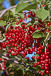 ������� ���������� (Prunus virginiana) - Chokecherry