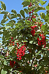 ������� ���������� (Prunus virginiana) Chokecherry