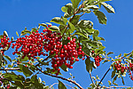 ������� ���������� (Prunus virginiana) Chokecherry