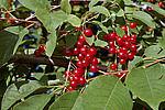 ������� ���������� (Prunus virginiana) Chokecherry