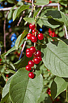 ������� ���������� (Prunus virginiana) Chokecherry