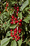 ������� ���������� (Prunus virginiana) Chokecherry