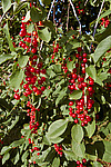 ������� ���������� (Prunus virginiana) Chokecherry