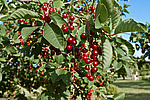 ������� ���������� (Prunus virginiana) Chokecherry
