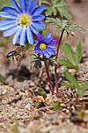 ���������� ������ (Anemonoides blanda)