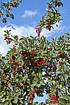 ������� ���������� (Prunus virginiana) Chokecherry
