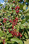 ������� ���������� (Prunus virginiana) Chokecherry