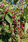 ������� ���������� (Prunus virginiana) Chokecherry