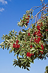 ������� ���������� (Prunus virginiana) Chokecherry