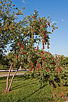 ������� ���������� (Prunus virginiana) Chokecherry