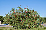 ������� ���������� (Prunus virginiana) - Chokecherry