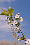 ����� ������������ (Prunus cerasus) Sour cherry