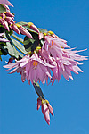������������� ������� / ���������� ������ (Rhipsalidopsis rosea) Pink Easter cactus