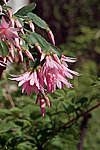������������� ������� (Rhipsalidopsis rosea) Pink Easter cactus