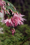 ������������� ������� (Rhipsalidopsis rosea) Pink Easter cactus