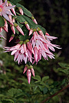 ������������� ������� (Rhipsalidopsis rosea) Pink Easter cactus