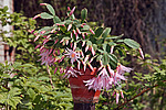 ������������� ������� / ���������� ������ (Rhipsalidopsis rosea) Pink Easter cactus