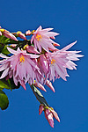 ������������� ������� / ���������� ������ (Rhipsalidopsis rosea) Pink Easter cactus