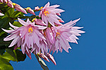 ������������� ������� / ���������� ������ (Rhipsalidopsis rosea) Pink Easter cactus