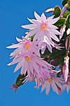 ������������� ������� / ���������� ������ (Rhipsalidopsis rosea) Pink Easter cactus