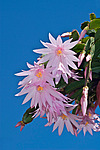 ������������� ������� / ���������� ������ (Rhipsalidopsis rosea) Pink Easter cactus