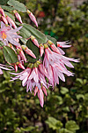������������� ������� / ���������� ������ (Rhipsalidopsis rosea) Pink Easter cactus