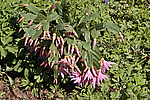 ������������� ������� / ���������� ������ (Rhipsalidopsis rosea) Pink Easter cactus