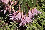 ������������� ������� / ���������� ������ (Rhipsalidopsis rosea) Pink Easter cactus