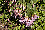 ������������� ������� / ���������� ������ (Rhipsalidopsis rosea) Pink Easter cactus
