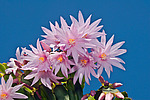 ������������� ������� / ���������� ������ (Rhipsalidopsis rosea) Pink Easter cactus